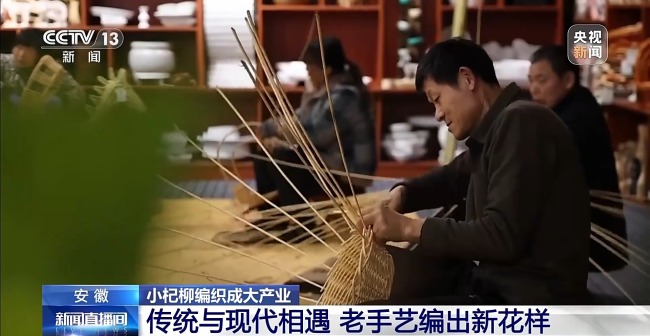 杞柳收割正當(dāng)時 看阜南老手藝如何編織廣闊未來