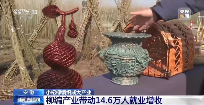 杞柳收割正當時 看阜南老手藝如何編織廣闊未來