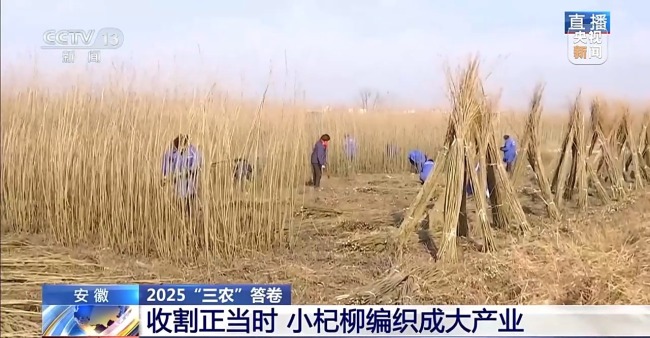 杞柳收割正當時 看阜南老手藝如何編織廣闊未來