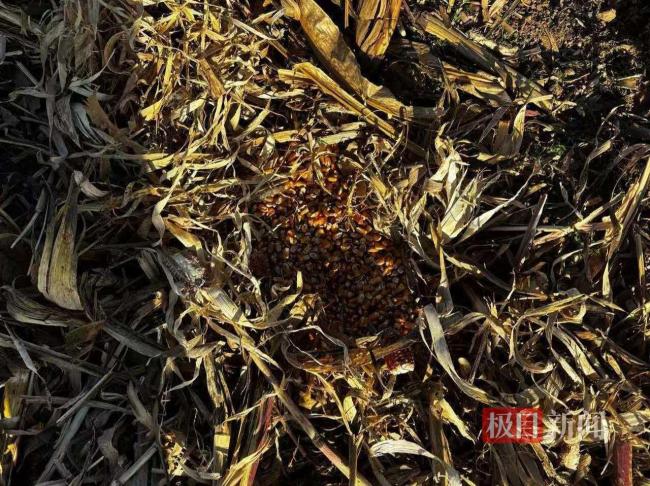 晋中一村民称家中120只羊被毒死 好友投毒震惊全村