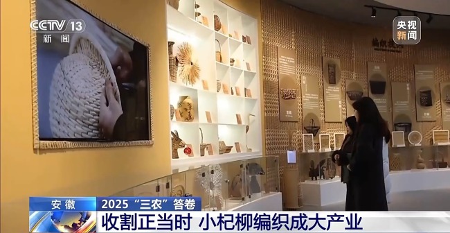 杞柳收割正當時 看阜南老手藝如何編織廣闊未來