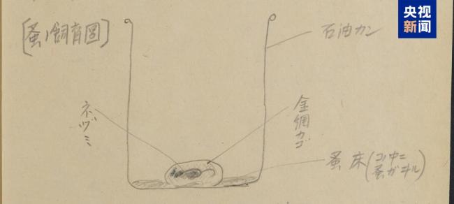 731部队月产跳蚤10公斤用于细菌战 新史料揭露罪行细节