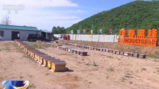 预警相机📷️如何多次拍到东北虎家庭 罕见多产影像揭秘