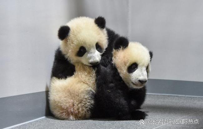 台北将向上海赠送一对黑脚企鹅 共促物种保育