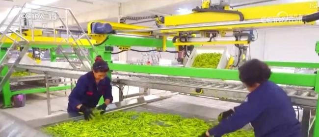 2025“三农”成绩单 脱贫地区稳步发展