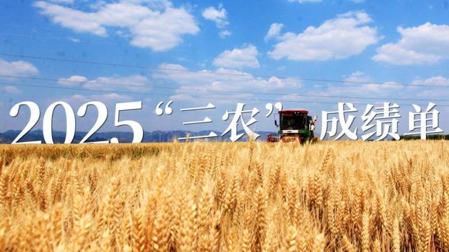 筑牢粮安“压舱石”守护民生“基本盘”:全链条发力端牢饭碗