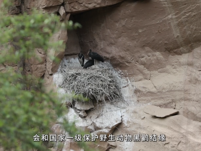 黄土高原惊现鸟中大熊猫 悬崖之巅的守望！