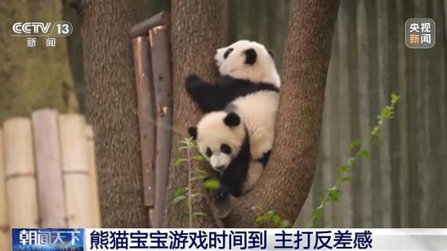 挤作一团超治愈！成都大熊猫新生宝宝来报到