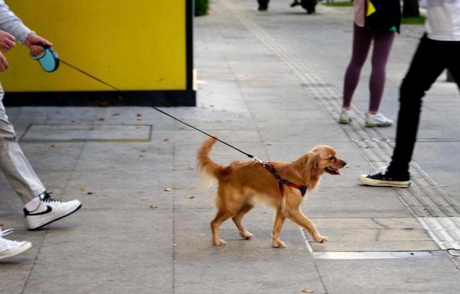 新治安管理处罚法今起正式施行 遛狗不拴绳伤人可拘留 提高罚款上限并新增处罚条款