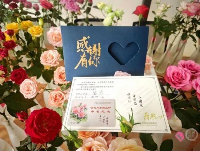 用二舅“宝华”命名的月季初审通过 网友热议背后的故事