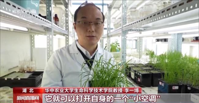 基因攻坚守护我们的“米饭自由” 破解水稻耐热基因密码