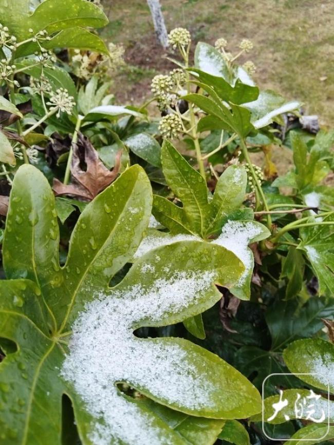 合肥下雪 新年首场瑞雪迎丰年