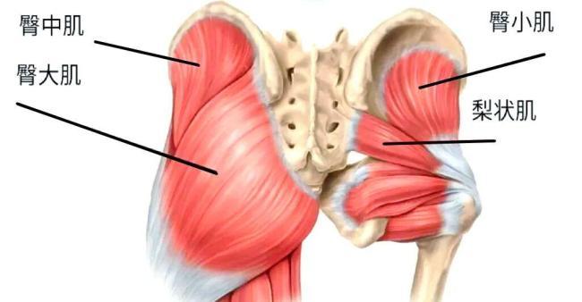 “屁股形状”能预测糖尿病吗 臀肌变化预示风险