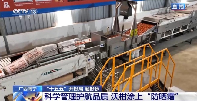 小果子撬动大产业 万亩沃柑迎丰收