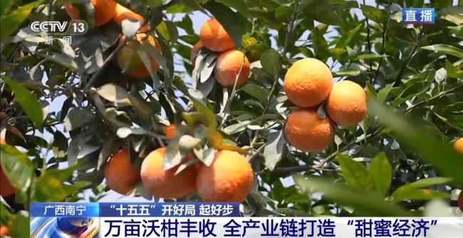 小果子撬动大产业 万亩沃柑迎丰收