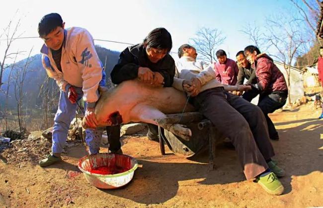 女子撒英雄帖网友赴约杀年猪 唤醒沉睡的年味