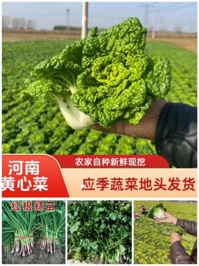 趴地菠菜黄心菜 河南本土蔬菜破圈 互联网助力鲜蔬走红