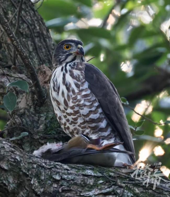 猛禽捕食鸳鸯不干扰不打扰