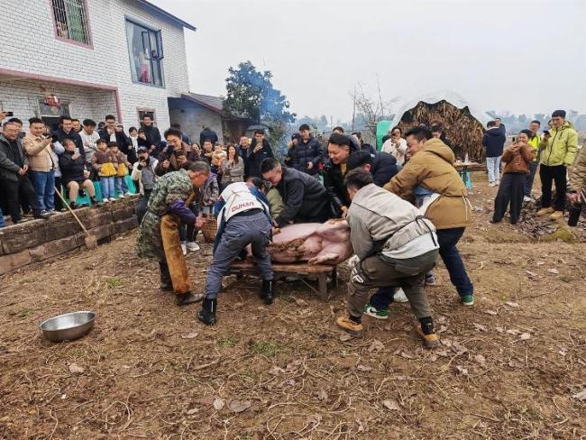 女生发帖求助网友帮忙杀猪 全网奔赴的年味派对