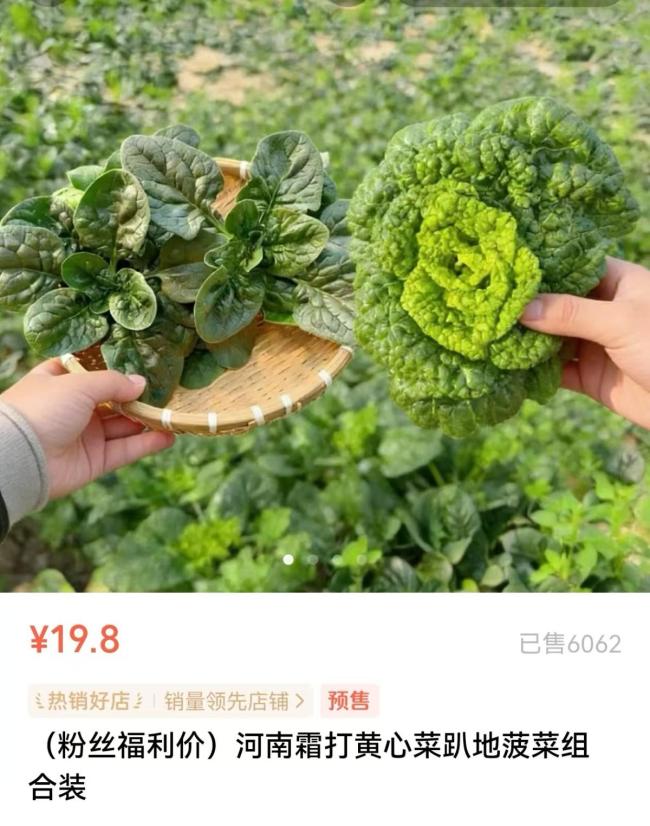 趴地菠菜黄心菜 河南本土蔬菜破圈 互联网助力鲜蔬走红