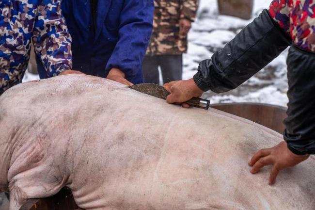 男子按猪被踢致截瘫邀约者判赔52万