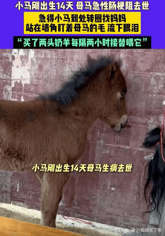 小马闻到去世母马尾毛流泪