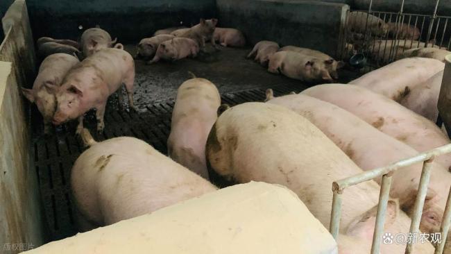 多地猪价突破13元/公斤 突然缺猪了？ 中大猪存栏偏紧