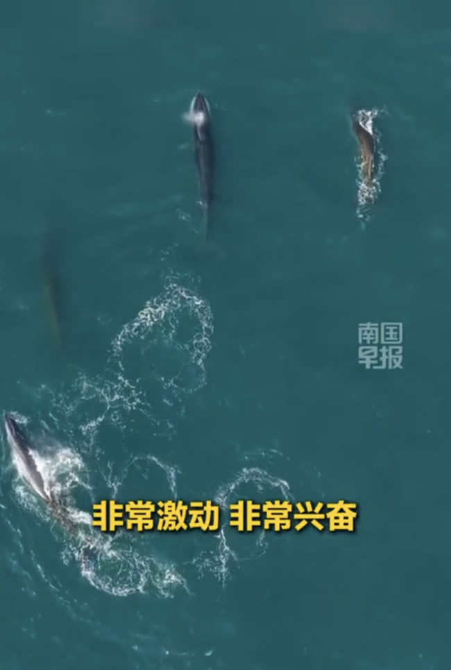 萧索画面！广西涠洲岛惊现四鲸同框