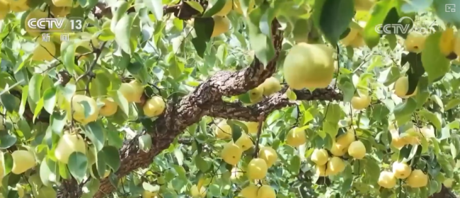 “数字+农业”助推特色农产品“出圈”