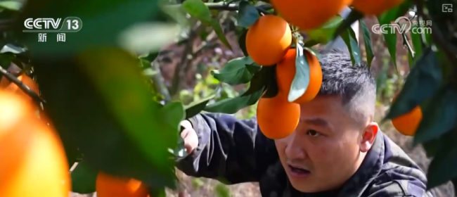 “数字+农业”助推特色农产品“出圈”