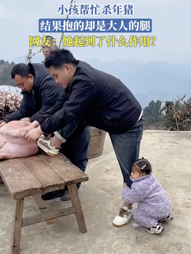 小一又友维护按年猪后果误抱大东说念主的腿，<a href=