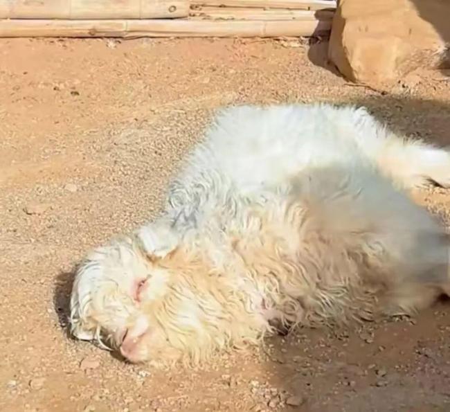 网红戏精小羊装死实则因遗传缺陷