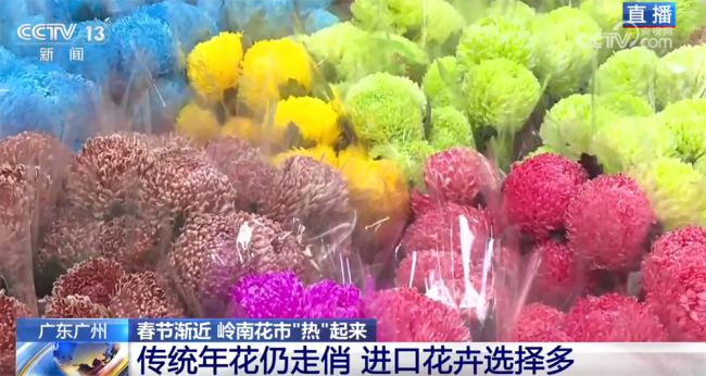 花市“热”起来涌动节前消费暖流 年花市场新趋势