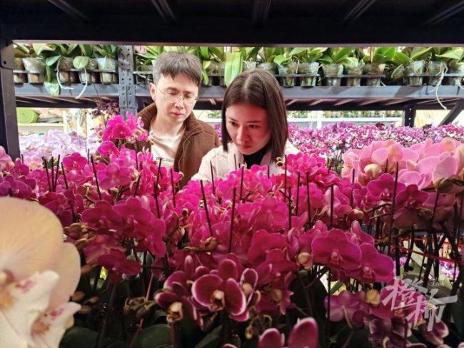 3盆125元 年宵花生意又开始忙了 春节前市场热闹非凡