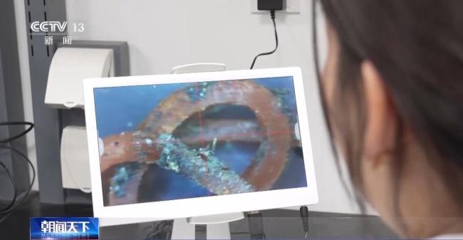 越来越多野生动物“爱上”都市生活 共存之道探索中