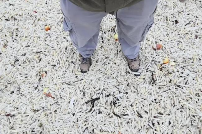 英国现薯条海滩 海上运输事故引发奇特景象