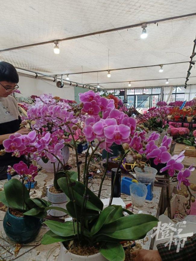 3盆125元 年宵花生意又开始忙了 春节前市场热闹非凡