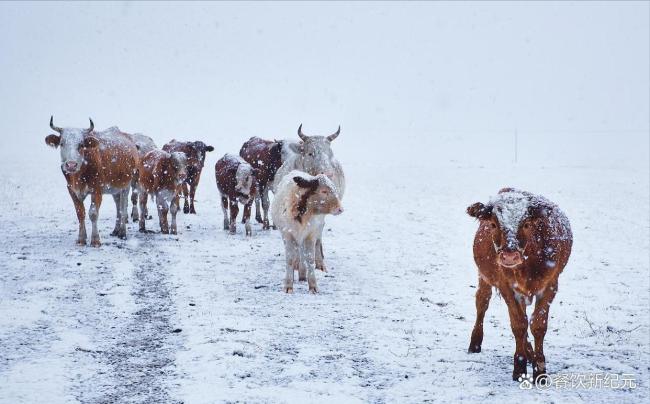 今日大寒！“过年冷不冷，就看大寒” 暖冬或迎单衣过年