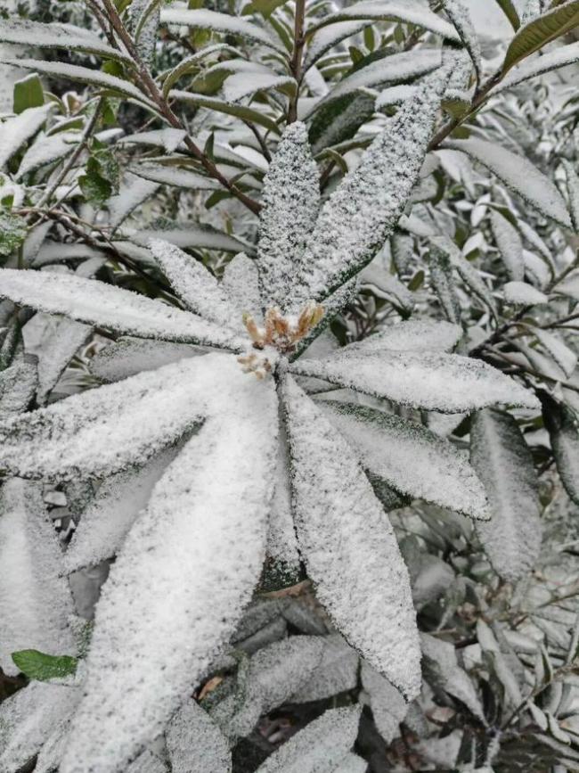 2026年益阳的第一场雪如期而至 网友分享下雪实拍 