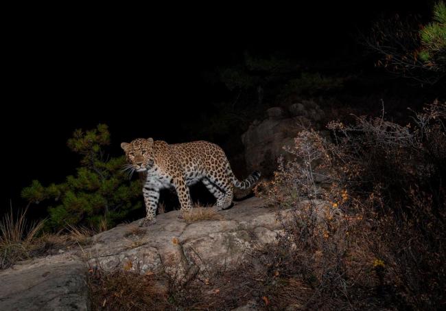 10年来最接近北京豹影被拍到了