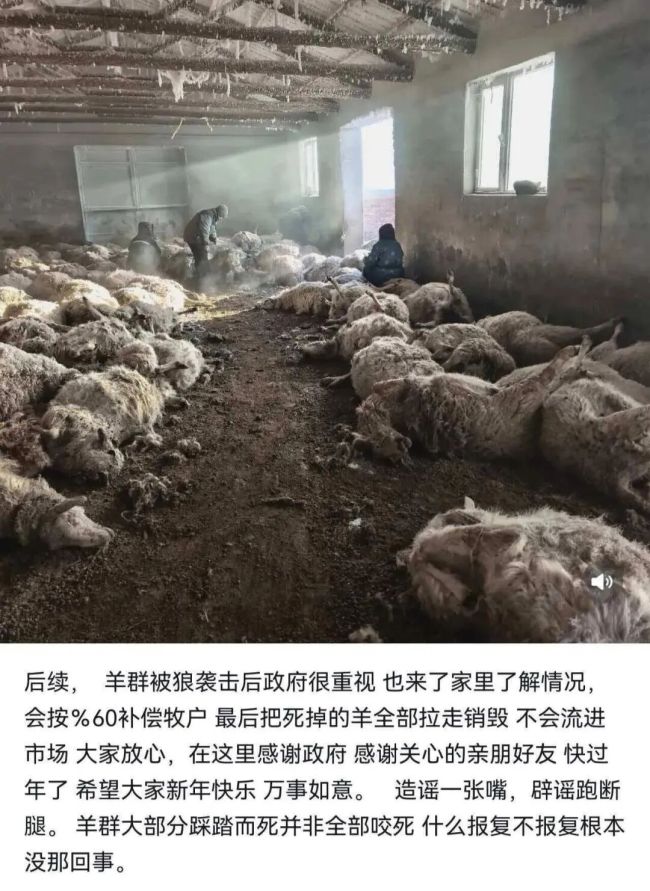 200多只羊遭狼群夜袭后续 政府按60%补偿牧户