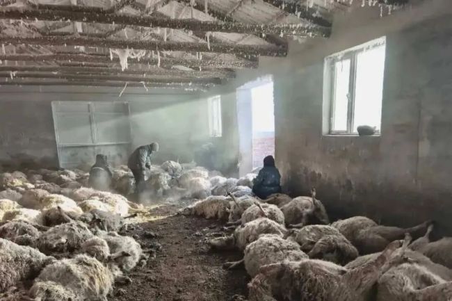 200多只羊遭狼群夜袭后续