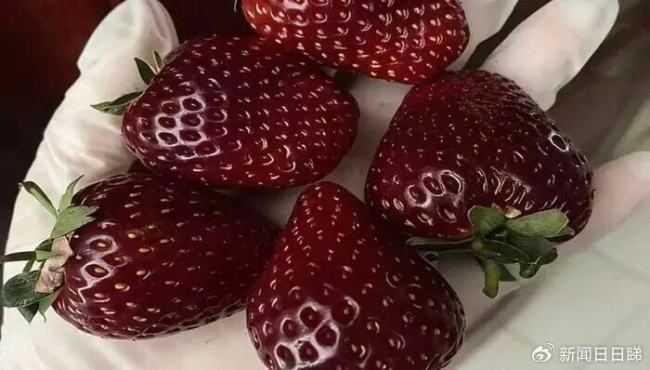 315元一斤的黑草莓9天100多人购买 水果新贵引发关注