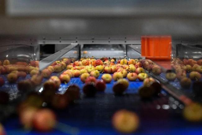 车厘子自由是用什么换来的 智利果园与物流革新