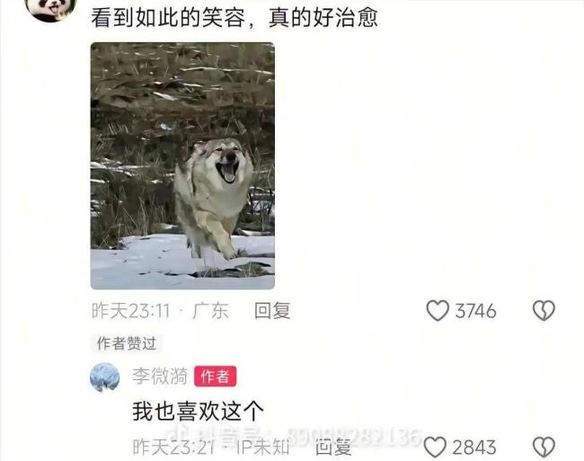 《<strong>重返狼群</strong>》李微漪透露现状 版税问题已解决