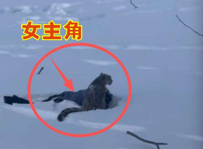 目击者称伤者未主动触摸雪豹