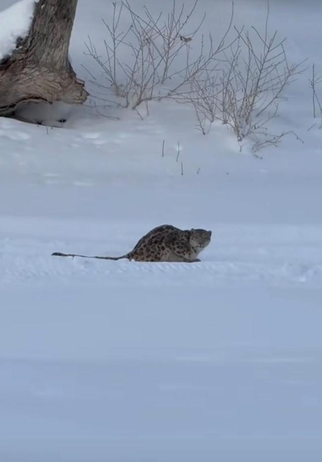 新疆阿勒泰一滑雪🎿场游客被雪豹咬伤 人兽边界需重审