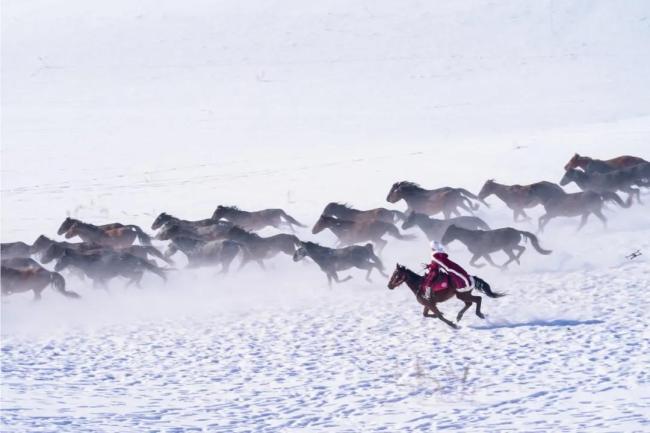 这株中国芯月季定名娇龙 致敬贺娇龙精神