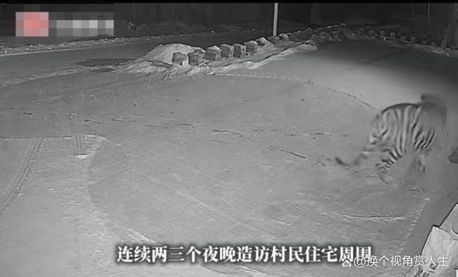 吉林村民家门口现老虎 安全隐患引关注
