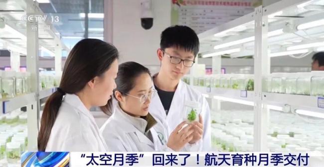 航天育种月季交付